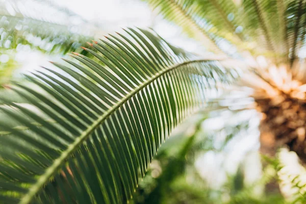 Exuberante Textura Fondo Tropical Verde Hojas Palma Follaje Una Selva — Foto de Stock