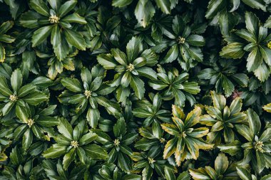 Japon pachysandra ya da Pachysandra terminali. Yeşil bitki arkaplanı.