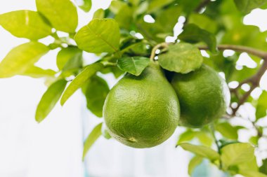 Dala yakın çekimde büyük pamelo meyveleri. Citrus maxima. Pomelo, çiftlikteki zeytin ağacının dalında asılı.