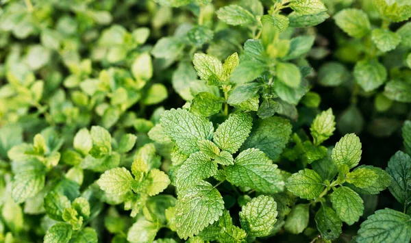 Green Mint Plant Grow Background. Menthol Texture. Top view, mint plants herbal concept. Leaf texture in garden