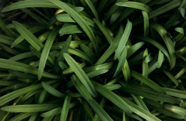 Green leaves for background. Nature banner, dark wallpaper concept