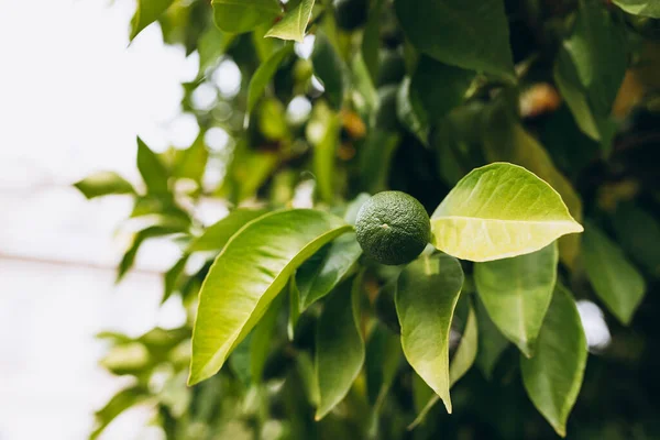 緑のみかんは 木に成長します 緑の枝に未熟柑橘類マンダリン — ストック写真