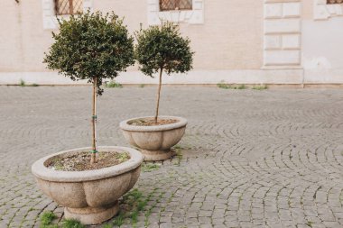 Binanın yakınındaki caddenin ortasındaki mini ağaçlar. Açık hava bitkileri olan saksılar. Roma, İtalya