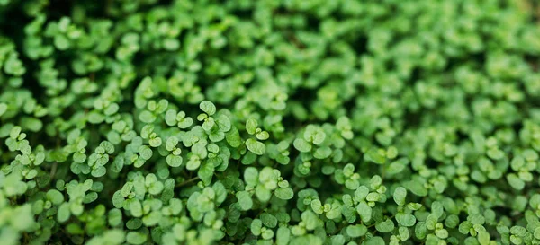 Nahaufnahme Einer Mikrogrünen Pflanze Konzept Der Gartenarbeit Und Der Begrünung — Stockfoto