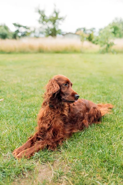 Beautiful Irish Setter Dog Lying Grass Beautiful Summer Day — Photo