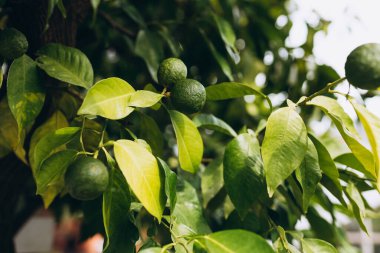 Yeşil mandalina ağacı yetiştiriyorum. Olgunlaşmamış narenciye mandarine yeşil dalı.