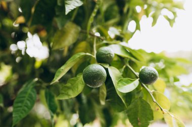 Yeşil mandalina ağacı yetiştiriyorum. Olgunlaşmamış narenciye mandarine yeşil dalı.