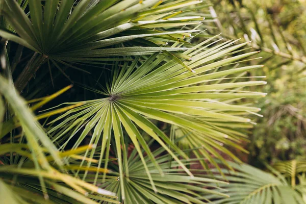 stock image Tropical jungle palm foliage background. Beauty in tropical nature banner for wallpaper, travel, vacation