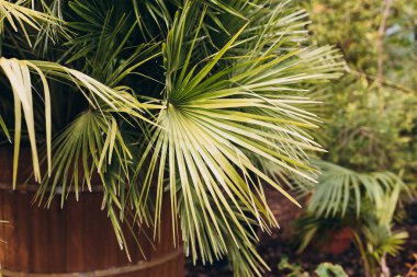 Tropik orman palmiye yaprakları. Duvar kâğıdı, seyahat, tatil için tropikal doğa afişi