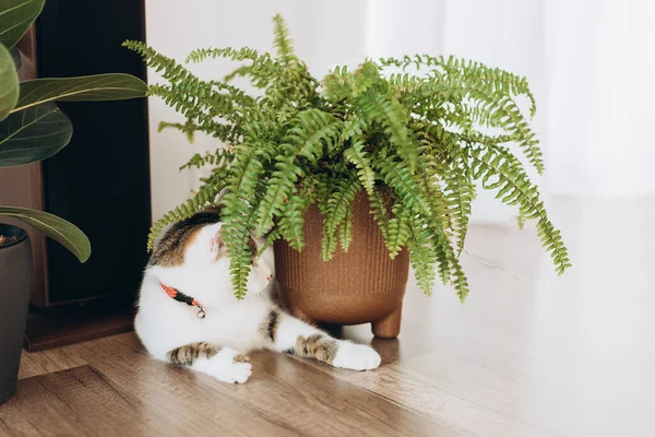 猫坐在一组绿色盆栽的室内植物旁边 毛绒绒的宠物好奇地凝视着 舒适的植物园 — 图库照片