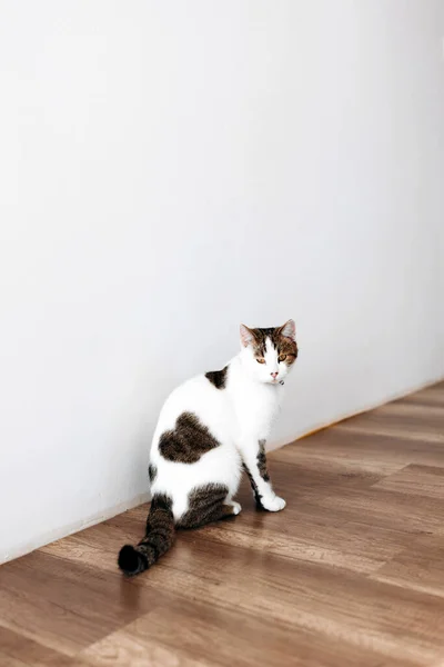Όμορφη Γκρι Tabby Γάτα Κουδούνι Στο Σπίτι Χώρος Για Κείμενο — Φωτογραφία Αρχείου