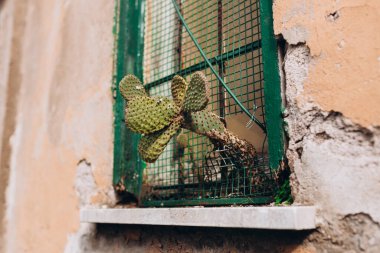 İtalyan şehrindeki bir evin camındaki lüks kaktüs. Hayattaki birçok şeyin sembolü. Azim, kararlılık, hayatta kalma, umut, esneklik, güç, kazanma, doğanın gücü.