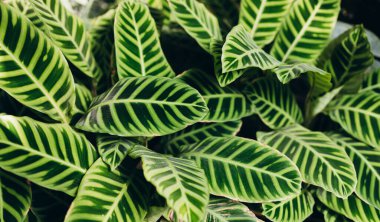 Calathea zebrina, çeşitli çizgili, ince çizgili, veya ince çizgili calathea bitkileri yakın plan yaprakları