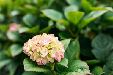 Güneşli bir günde çiçekler açar. Çiçekli hortensiya bitkisi. Pembe ortanca macrophylla baharda ya da yazın bahçede çiçek açar. Doğa arkaplanı