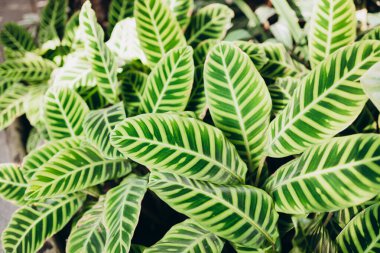 Calathea zebrina, çeşitli çizgili, ince çizgili, veya ince çizgili calathea bitkileri yakın plan yaprakları