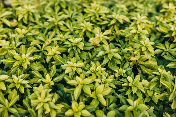 パチサンドラまたはパチサンドラ ターナリス 緑の植物の背景 — ストック写真
