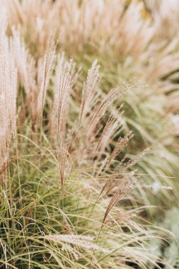 Yumuşak bitkilerin soyut doğal arkaplanı Cortaderia selloana. Pampas otları bulanık bir bokeh, kuru sazlıklar boho stili. Uzun otların kabarık kökleri