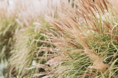 Yumuşak bitkilerin soyut doğal arkaplanı Cortaderia selloana. Pampas otları bulanık bir bokeh, kuru sazlıklar boho stili. Uzun otların kabarık kökleri