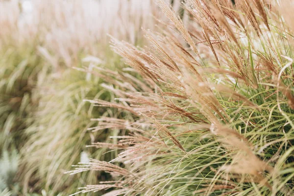Yumuşak bitkilerin soyut doğal arkaplanı Cortaderia selloana. Pampas otları bulanık bir bokeh, kuru sazlıklar boho stili. Uzun otların kabarık kökleri
