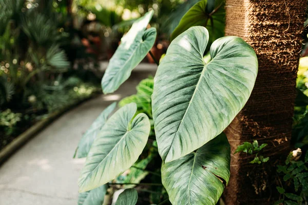 Tropical Rainforest Foliage Plants Bushes Garden Primer Plano Exuberante Vegetación — Foto de Stock