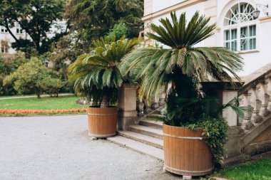 Dişi Cycas revoluta, kral sago palmiyesi olarak da bilinir, saksıda çiçek vardır.