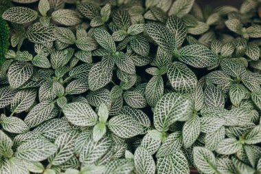 Fittonia Albivenis 'in üst görüntüsü. Yakından yeşil desenli yapraklar. Yaprak dokusu