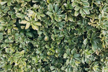 Japon pachysandra ya da Pachysandra terminali. Yeşil bitki arkaplanı.