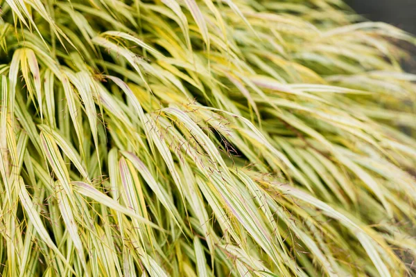Abstract Natuurlijke Achtergrond Van Zachte Planten Hakone Gras Pampas Gras — Stockfoto