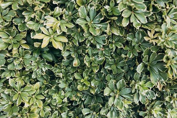 Ιαπωνική Πατσιάνδρα Pachysandra Terminalis Πράσινο Φόντο Του Φυτού — Φωτογραφία Αρχείου