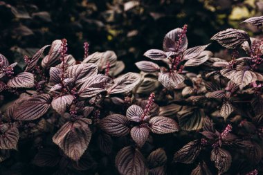 Shiso yapraklarının güzel arka planı, Perilla frutescens. Sağlıklı gıda üretmek için ekolojik tarım