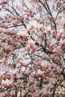 Manolya ağacı baharda çiçek açar. Yumuşak pembe çiçekler güneş ışığında yıkanıyor. Sıcak nisan havası