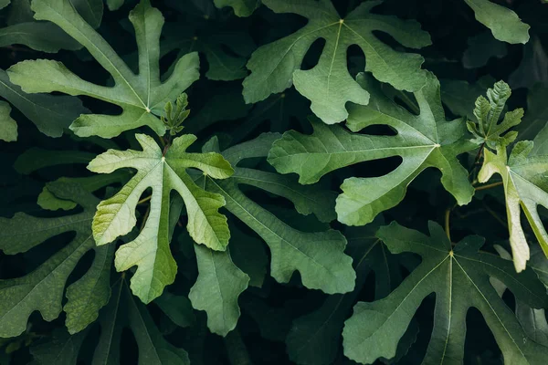 図の葉 自然を背景に 生態農業の概念 — ストック写真