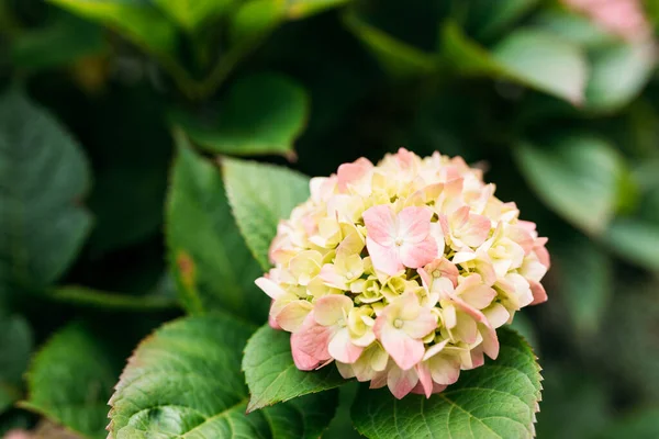 Цветы Цветут Солнечный День Цветущая Гортензия Розовая Hydrangea Macrophylla Цветет — стоковое фото