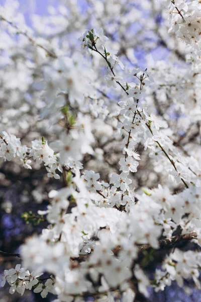 Witte Mooie Bloemen Boom Bloeien Het Vroege Voorjaar Bloemen Van — Stockfoto