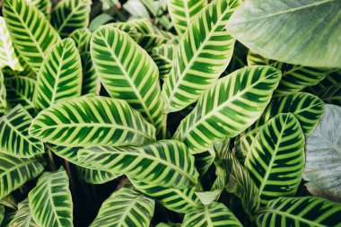 Calathea zebrina, çeşitli çizgili, ince çizgili, veya ince çizgili calathea bitkileri yakın plan yaprakları