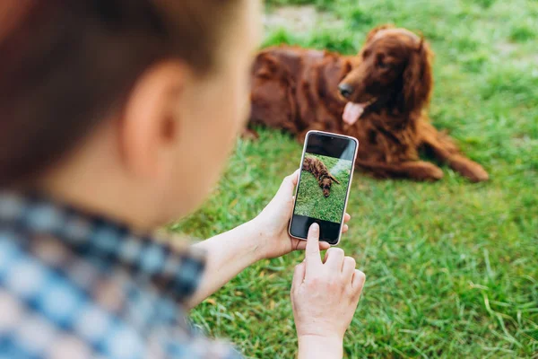 Woman photographing pet dog through smartphone in grass outdoors. Curious dog on a screen phone. Beautiful Irish Setter dog is lying on nature background