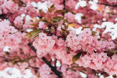 Arka planda yakın plan Sakura çiçekleri. Botanik bahçesi konsepti. Yumuşak bir çiçek. Aroma ve parfüm. Bahar sezonu. Seçici odak.