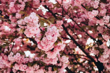 Arka plandaki Sakura çiçekleri yakın plan. Botanik bahçesi konsepti. Yumuşak bir çiçek. Aroma ve parfüm. Bahar mevsimi.