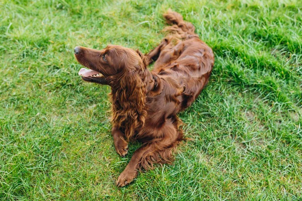 Beautiful Irish Setter Dog Lying Grass Looking Attentively Photographers Camera — Stockfoto