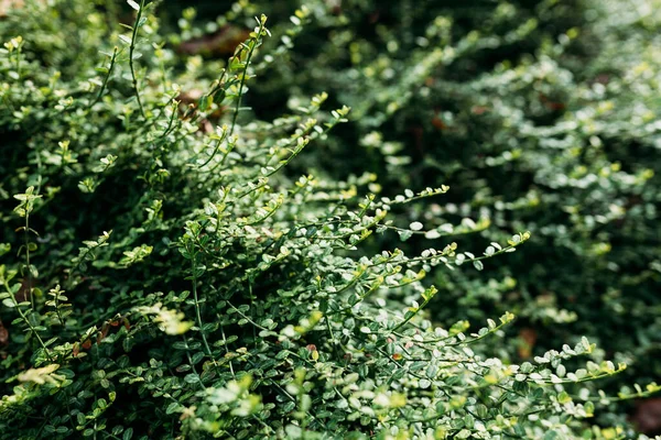 Primo Piano Bosso Cespuglio Sempreverde Nella Natura Concetto Verde Modello — Foto Stock