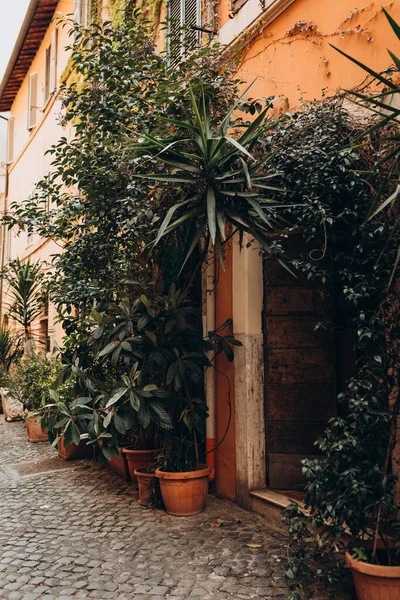Evin Yakınındaki Çömleklerde Yemyeşil Bitkiler Yetişiyor Çiçek Süsleme Sarmaşık Roma — Stok fotoğraf