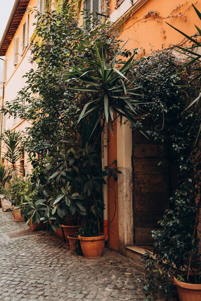 Lush green plants growing in pots near door of house. Plants decorations, ivy. Typical street in Rome, Italy.