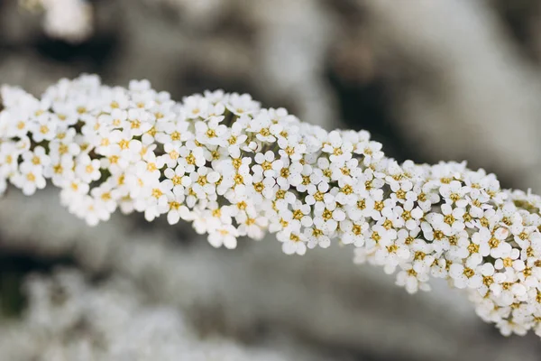Квітучі Гілки Спіреї Весняному Саду Травні Вибірковий Фокус Копіювання Простору — стокове фото