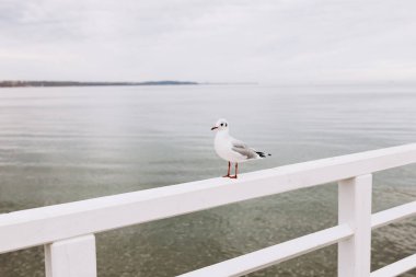 Güzel martı liman bölgesinde oturuyor. Deniz kuşu, limana yakın bir yerde.
