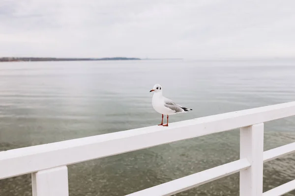Beautiful Seagull Sitting Port Area Seabird Closeup Harbor — Stock Photo, Image