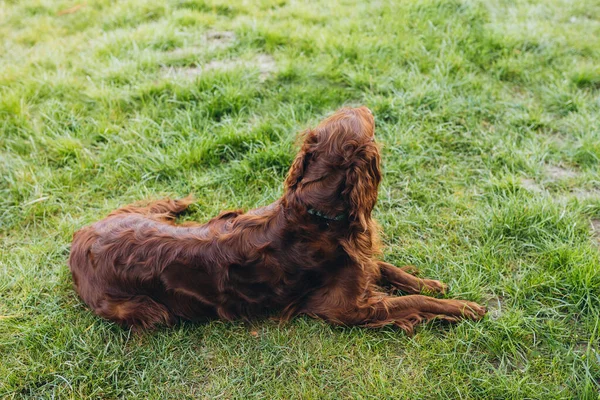 Schöner Irischer Setterhund Liegt Gras — Stockfoto