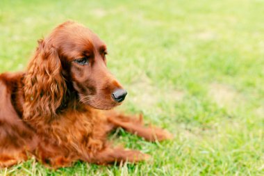 Köpek burnuna yakın çekim. Sevimli bir İrlandalı 'nın portresi