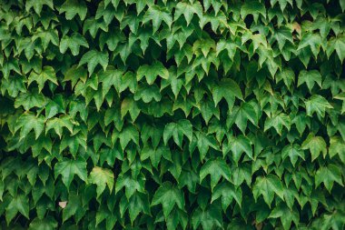 Sarmaşık dokusu. Ivy Hedge geçmişi. Ivy Green duvarı. Yeşil yapraklar arka plan. Myrtle yeşil arkaplan