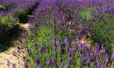 Yazın lavanta tarlası. Aromaterapi. Doğa Kozmetikleri.