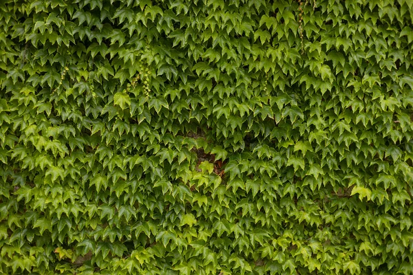Ivy Texture Ivy Hedge Background Ivy Green Wall Green Leaves — Stock Photo, Image